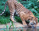 Tiger Vikram of Pilikula dies